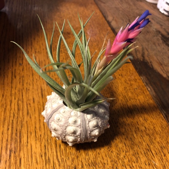 Meet your Posher, Distin - Picture 1 of 1